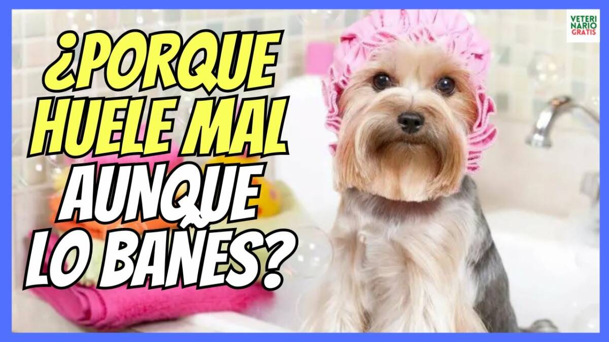 Porque mi perro huele mal aunque lo bañe