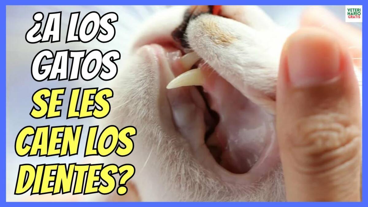 ¿A LOS GATOS TAMBIÉN SÉ LES CAEN LOS DIENTES?