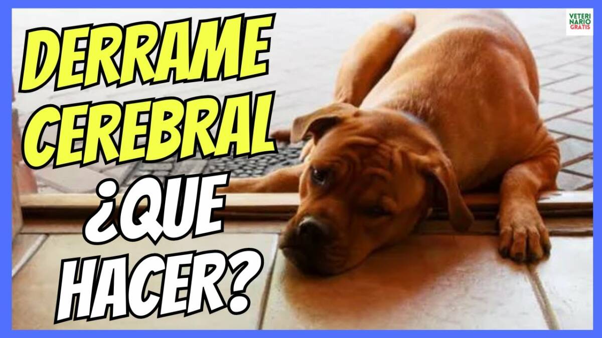 ¿QUE HACER ANTE UN DERRAME CEREBRAL O ICTUS HEMORRÁGICO EN PERROS?