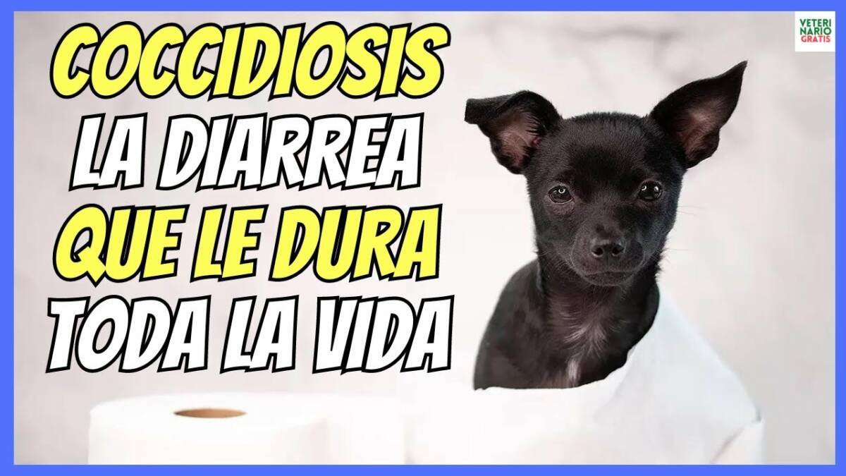 COCCIDIOSIS EN PERROS, LA ENFERMEDAD QUE DA DIARREA TODA LA VIDA