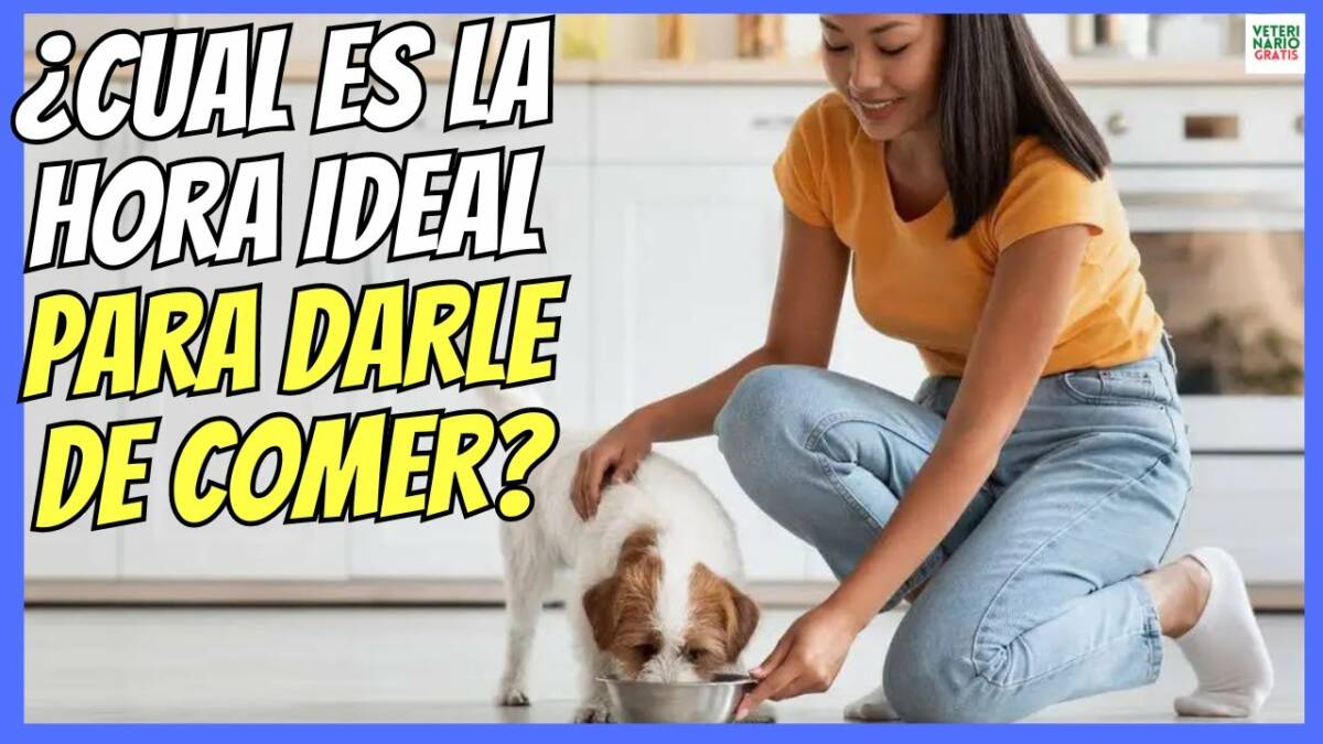 ¿CUAL ES LA HORA IDEAL PARA DARLE DE COMER A UN PERRO? MEJOR HORARIO DE ALIMENTACIÓN EN PERROS