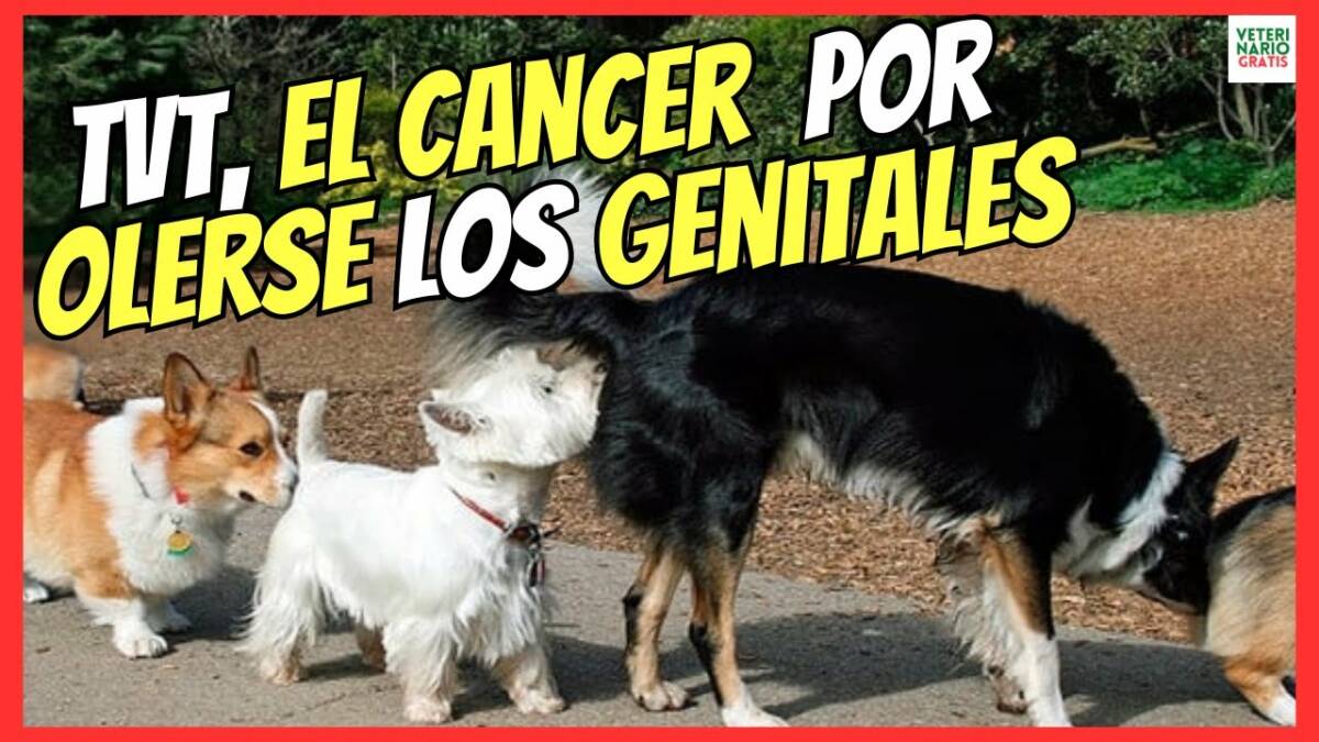 TVT EN PERROS, EL CÁNCER QUE SE CONTAGIA POR OLER LOS GENITALES