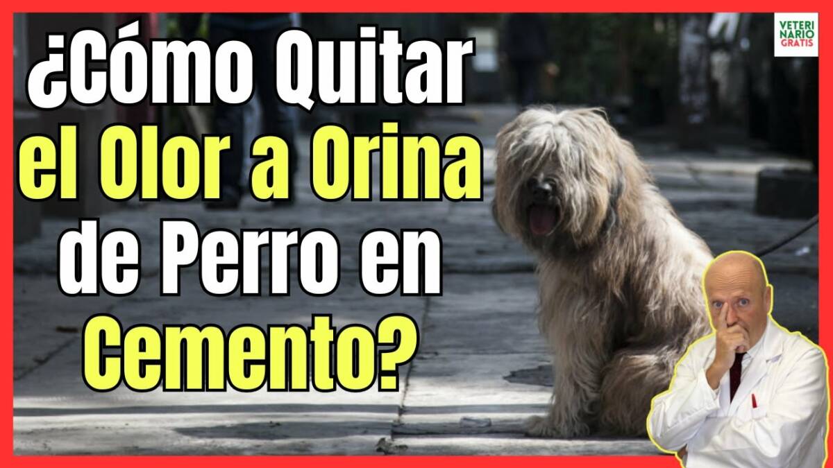 ¿CÓMO QUITAR EL OLOR A ORINA DE PERRO EN CEMENTO?