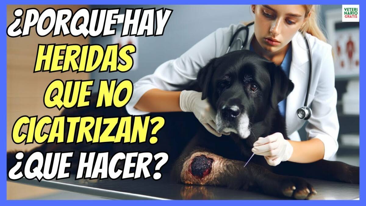 ¿PORQUE HAY HERIDAS EN PERROS QUE NO CICATRIZAN? ¿QUÉ HACER?