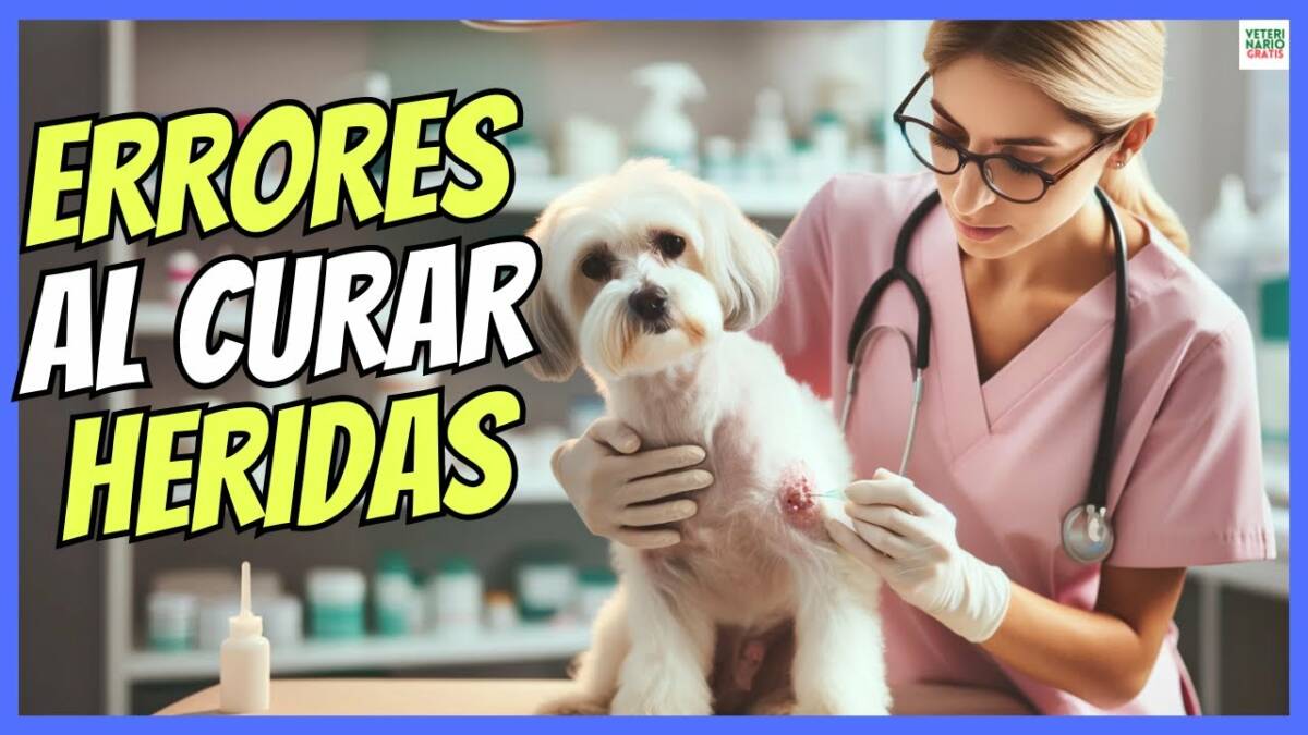 ¿CÓMO LIMPIAR Y CURAR UNA HERIDA A UN PERRO? SIN ESTOS ERRORES TÍPICOS