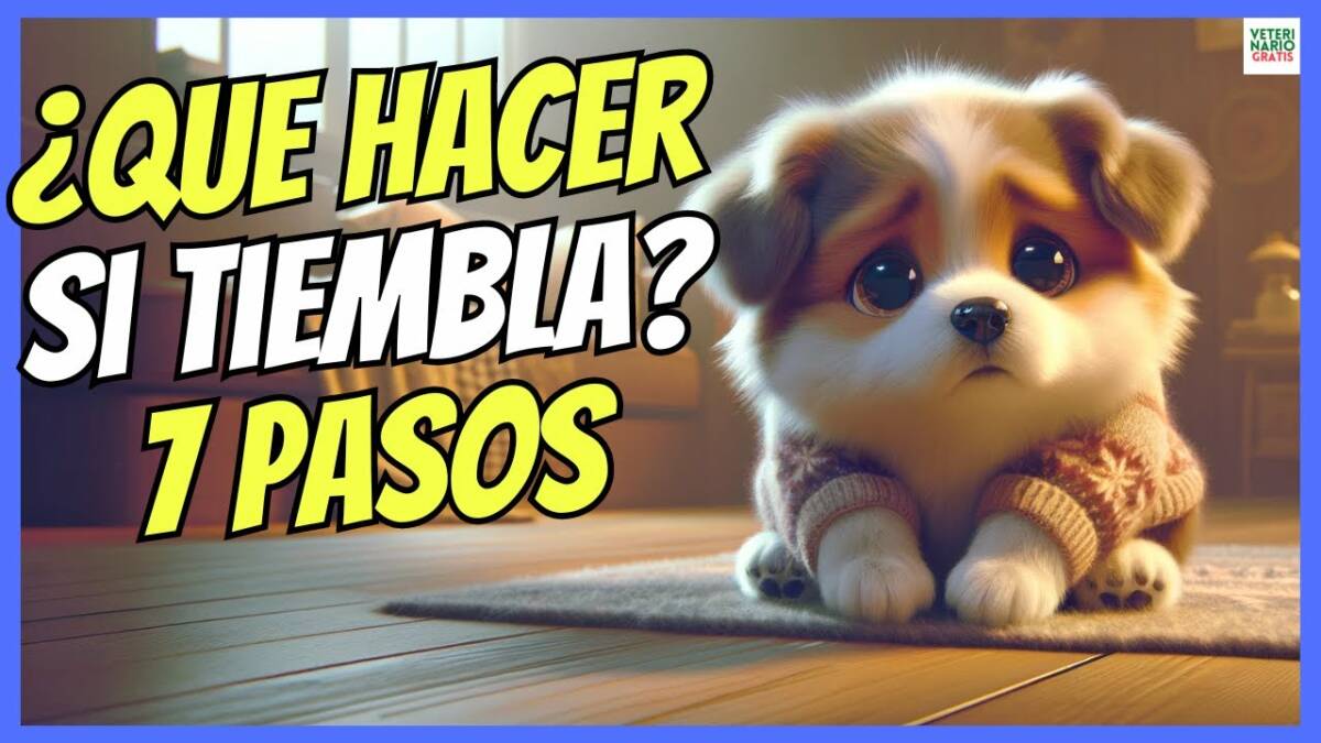 Qué hacer si mi perro tiembla 7 soluciones para 7