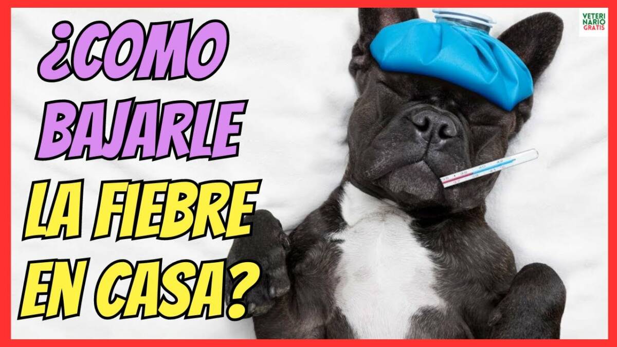 ¿COMO BAJAR LA FIEBRE A UN PERRO EN CASA CON REMEDIOS CASEROS?