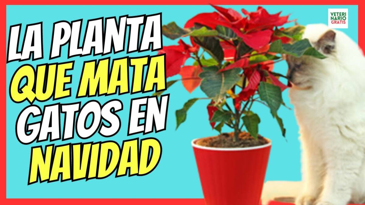 Poinsettia la flor de pascua que mata a los gatos