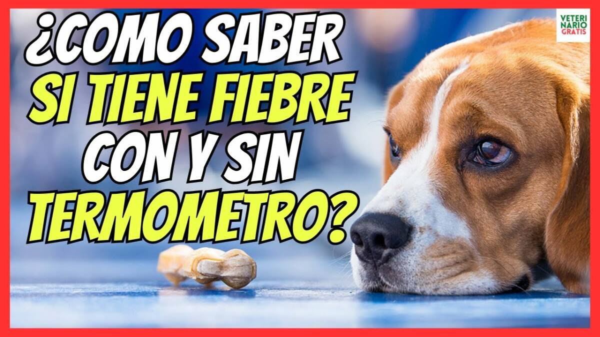 ¿COMO SABER SI UN PERRO TIENE FIEBRE CON Y SIN TERMÓMETRO?