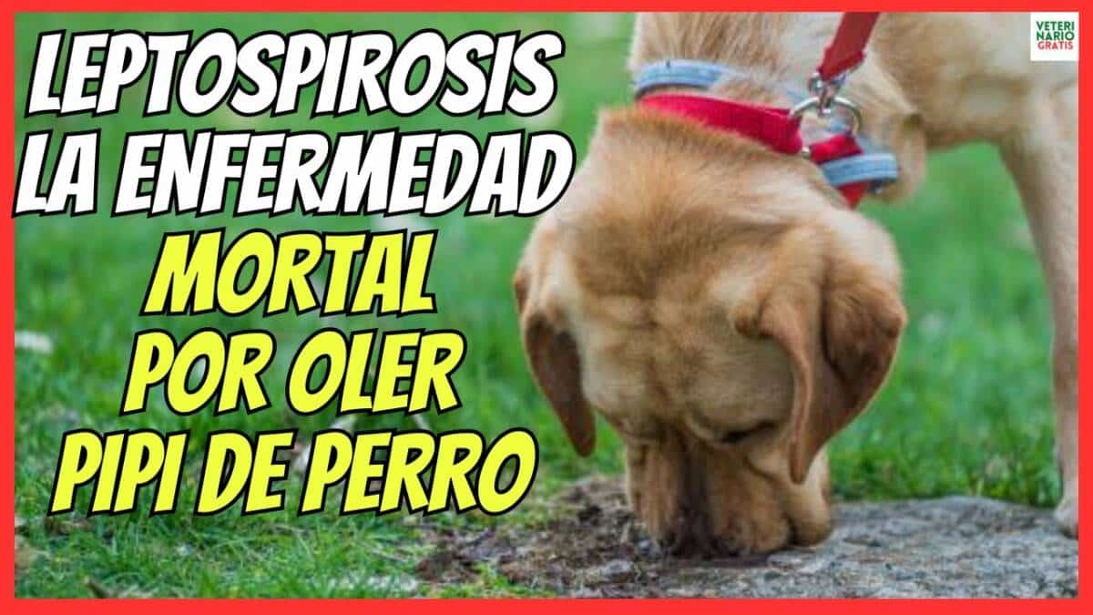 LEPTOSPIROSIS CANINA LA ENFERMEDAD MORTAL POR OLER ORINA DE OTROS PERROS