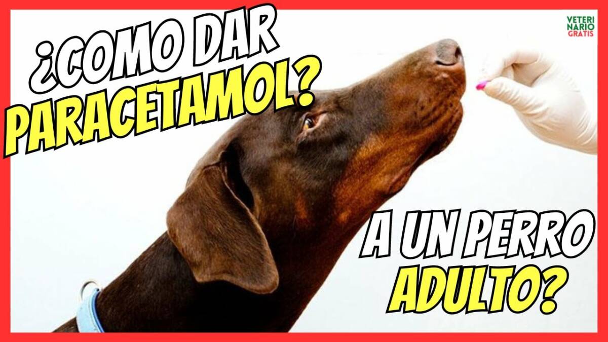 ¿LE PUEDO DAR PARACETAMOL A UN PERRO ADULTO?