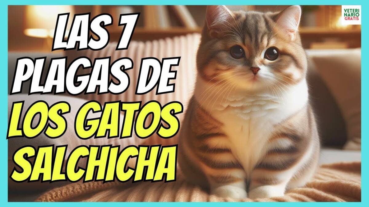 LAS 7 EXTRAÑAS ENFERMEDADES DE LOS GATOS SALCHICHA MUNCHKIN