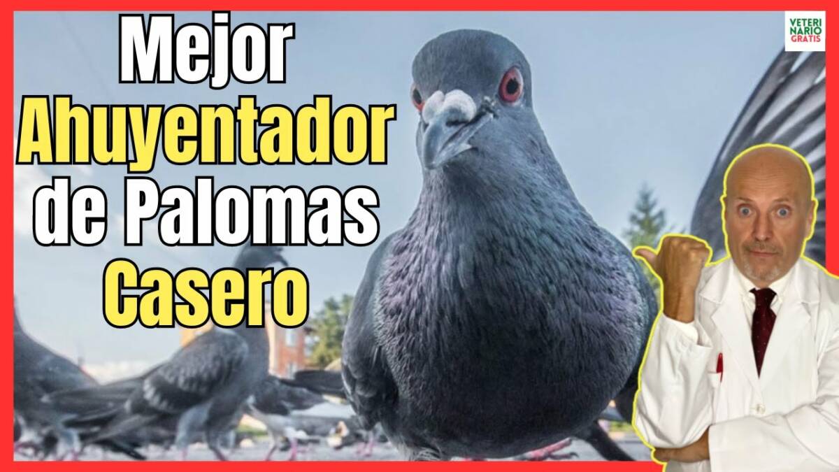 ¿CUAL ES EL MEJOR AHUYENTADOR DE PALOMAS CASERO? ESPANTA PALOMAS ECONÓMICO