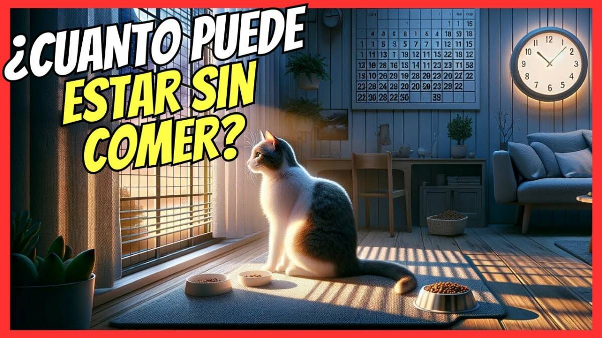 ¿CUANTO TIEMPO PUEDE ESTAR UN GATO SIN COMER?