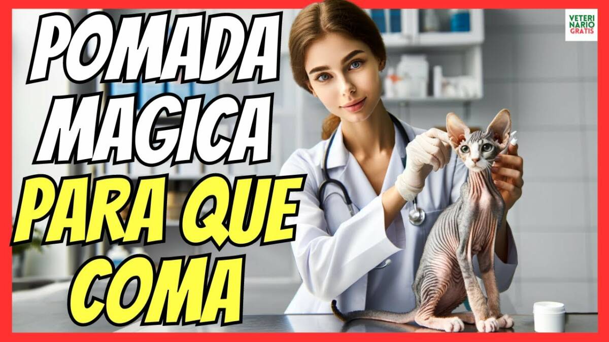 Crema en la oreja para gatos que no comen con