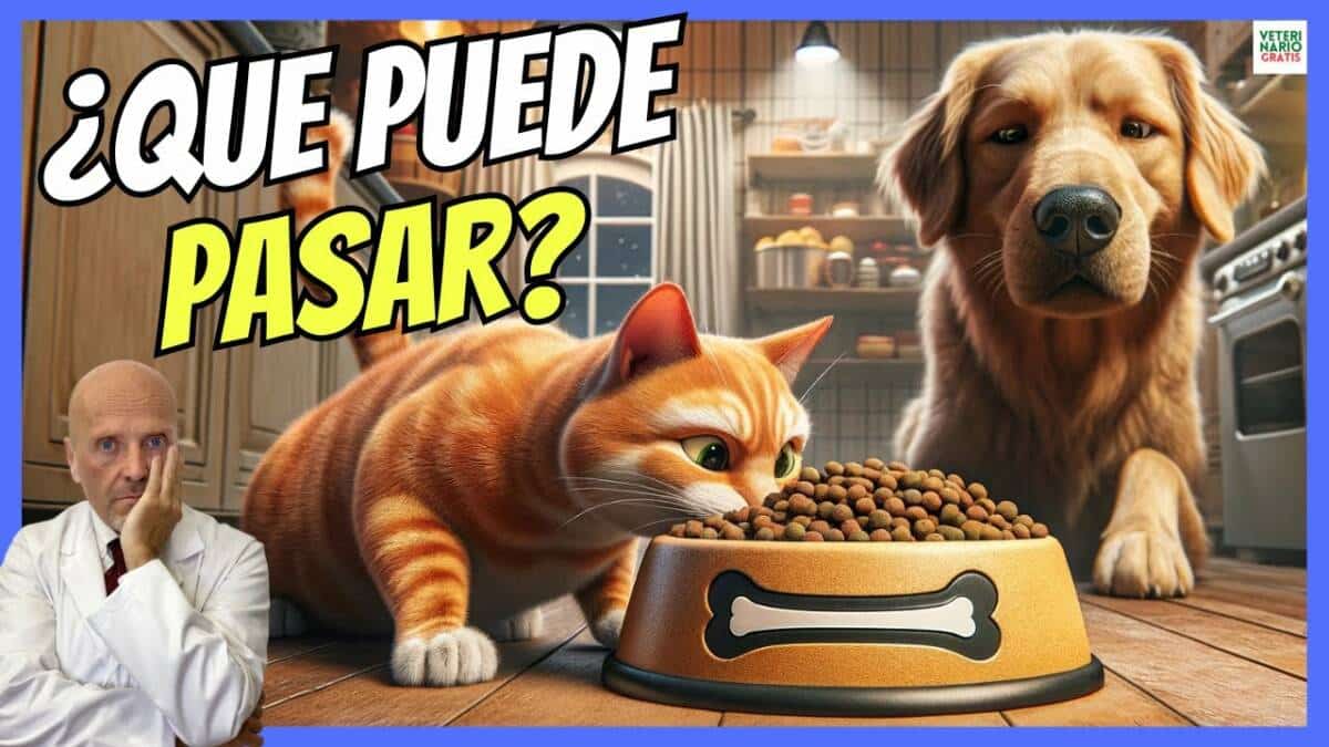 ¿LOS GATOS PUEDEN COMER COMIDA DE PERRO?