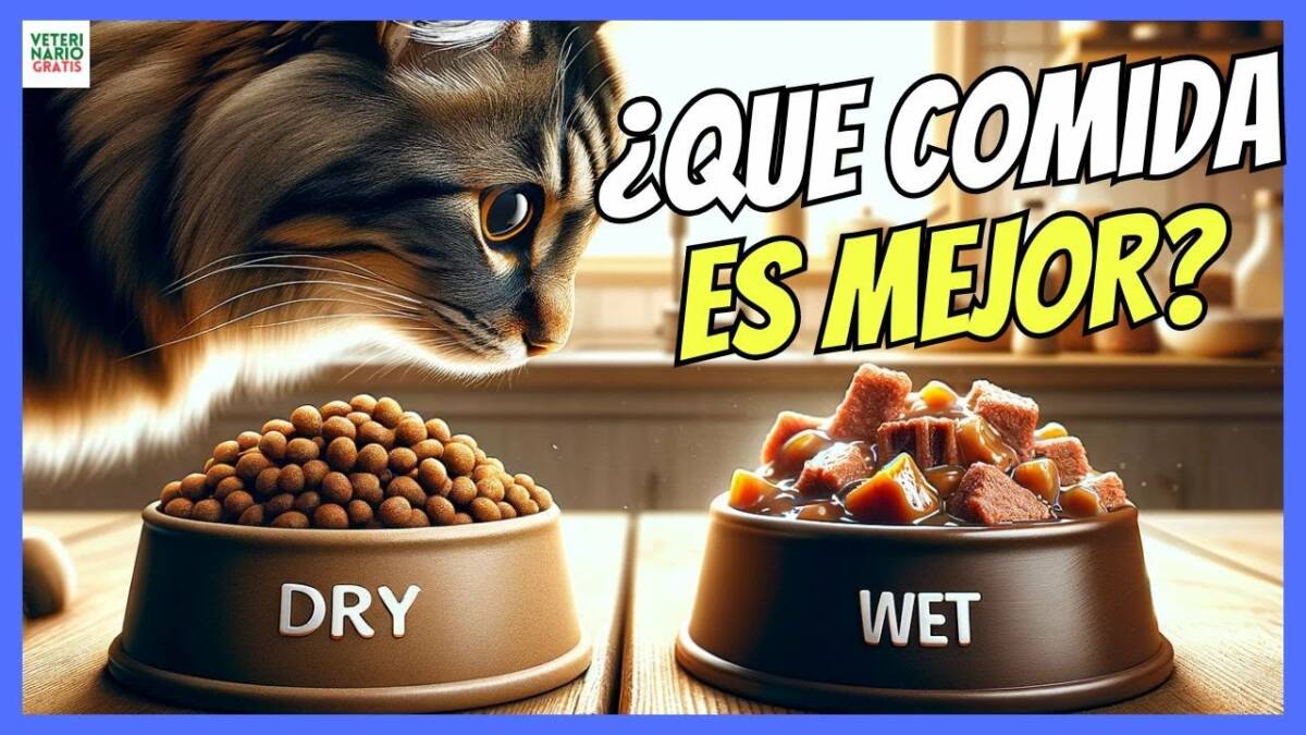 ¿QUE ES MEJOR COMIDA SECA PIENSO O HÚMEDA LATAS PARA GATOS?