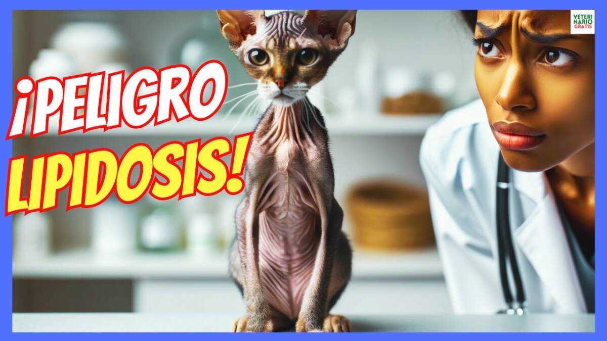 Lipidosis hepática en gatos causas síntomas y