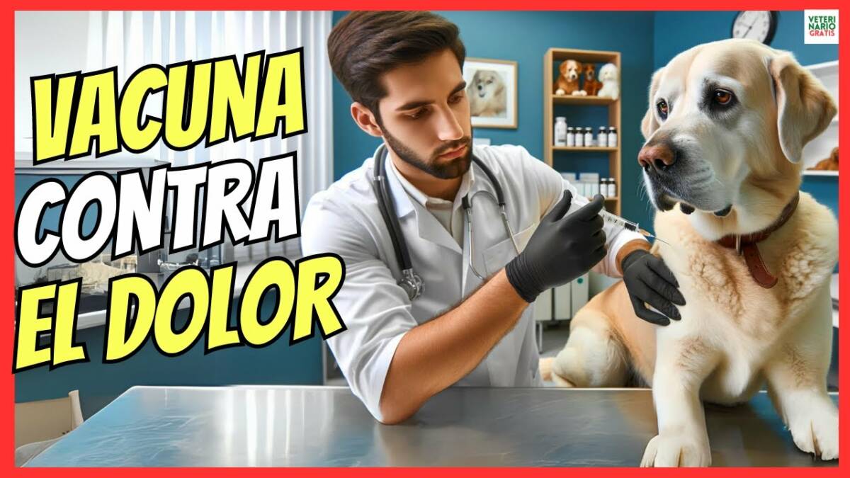 LIBRELA LA VACUNA CONTRA EL DOLOR POR ARTRITIS Y ARTROSIS EN PERROS