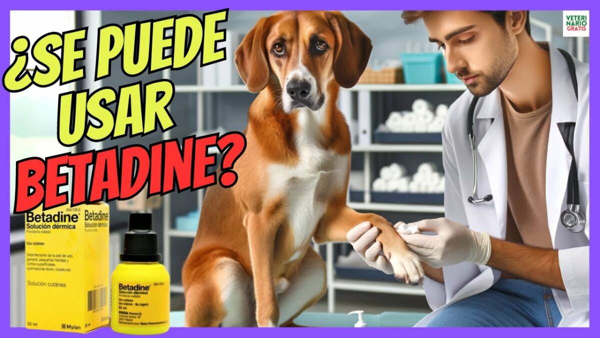 ¿SE PUEDE USAR EL BETADINE EN HERIDAS DE PERROS Y GATOS?