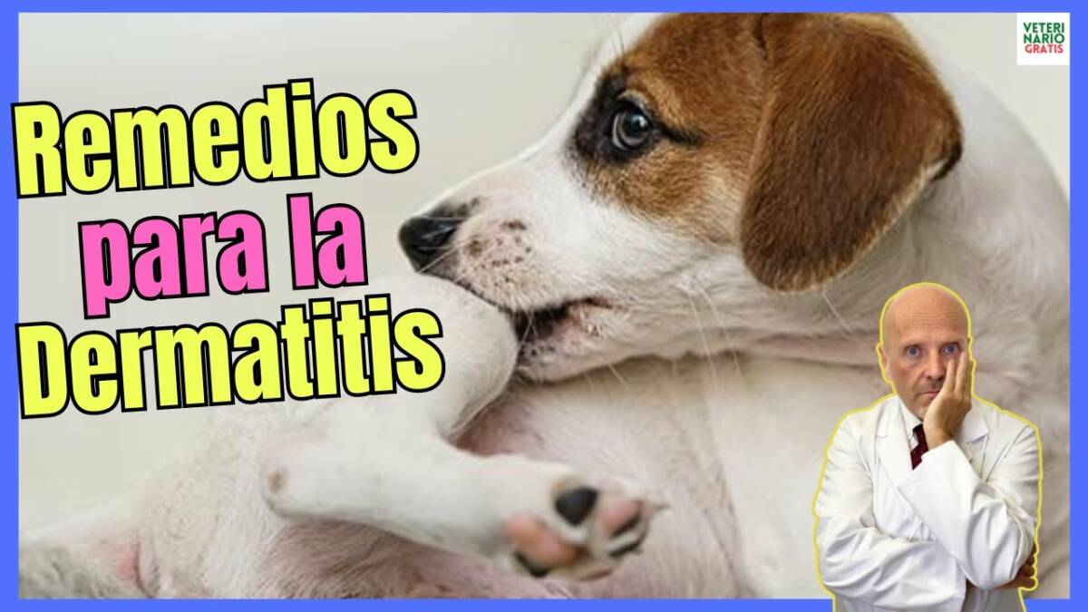 REMEDIOS CASEROS PARA LA DERMATITIS EN PERROS