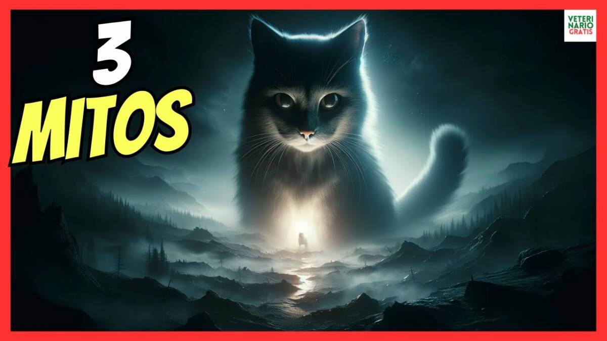 3 MITOS SOBRE LA VISIÓN DE LOS GATOS SON DALTONICOS, VEN DE NOCHE..