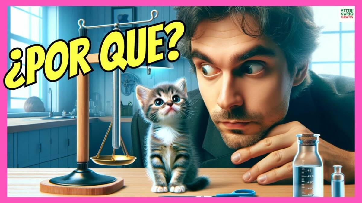 ¿PORQUE MI GATO NO CRECE? CAUSAS DE ENANISMO EN GATOS