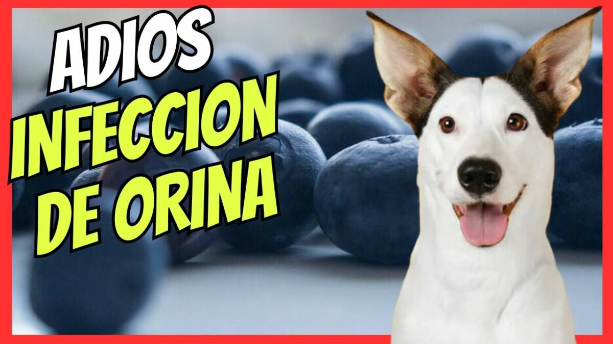 ARANDANOS EL MEJOR REMEDIO CASERO PARA LA INFECCIÓN DE ORINA EN PERROS Y CISTITIS