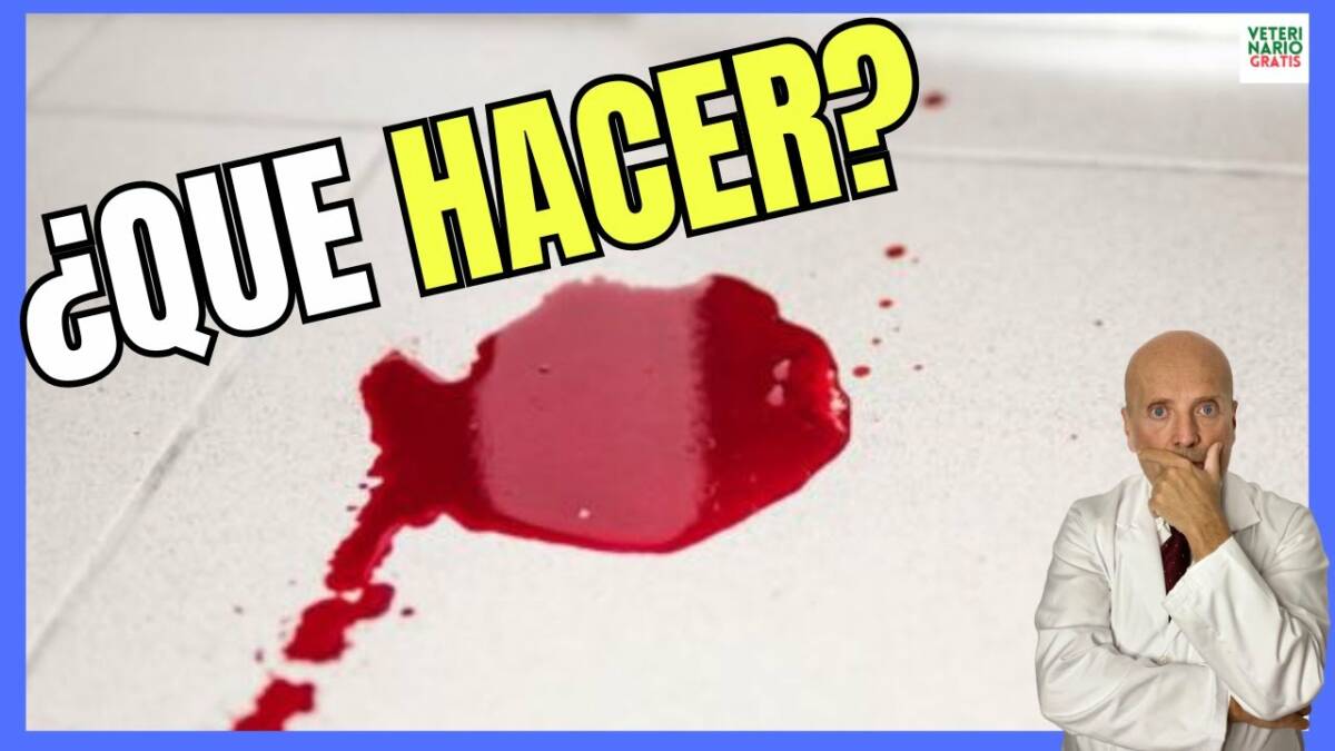 ¿Qué Hacer si mi PERRO ORINA SANGRE?