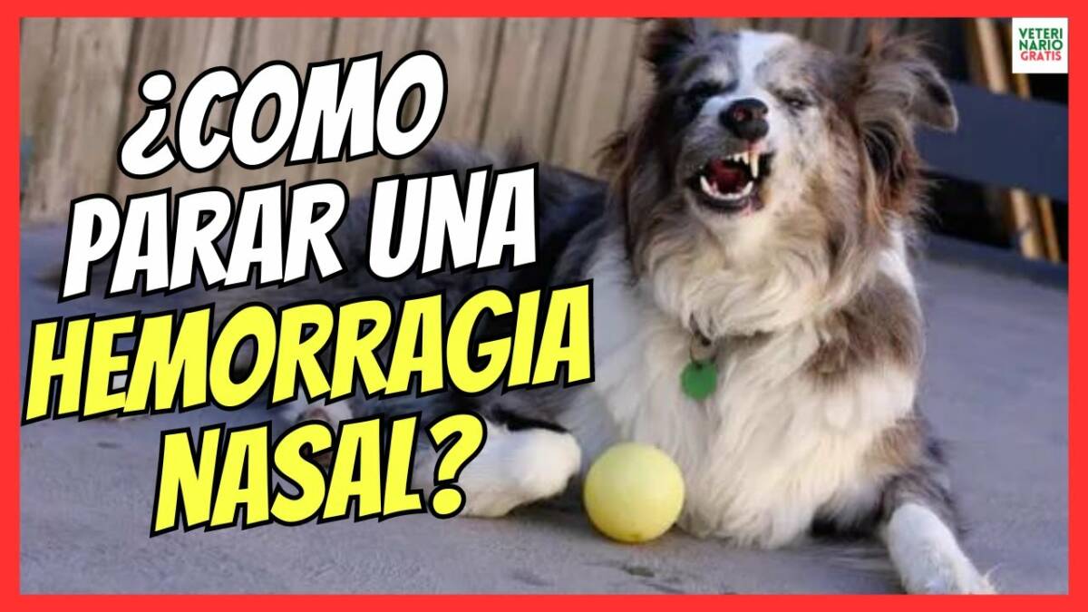 ¿COMO PARAR UNA HEMORRAGIA NASAL EN PERROS?