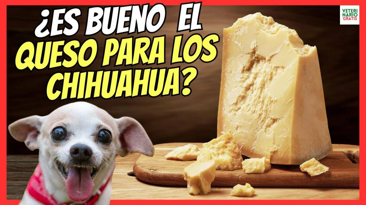 ¿LOS PERROS CHIHUAHUA PUEDEN COMER QUESO?