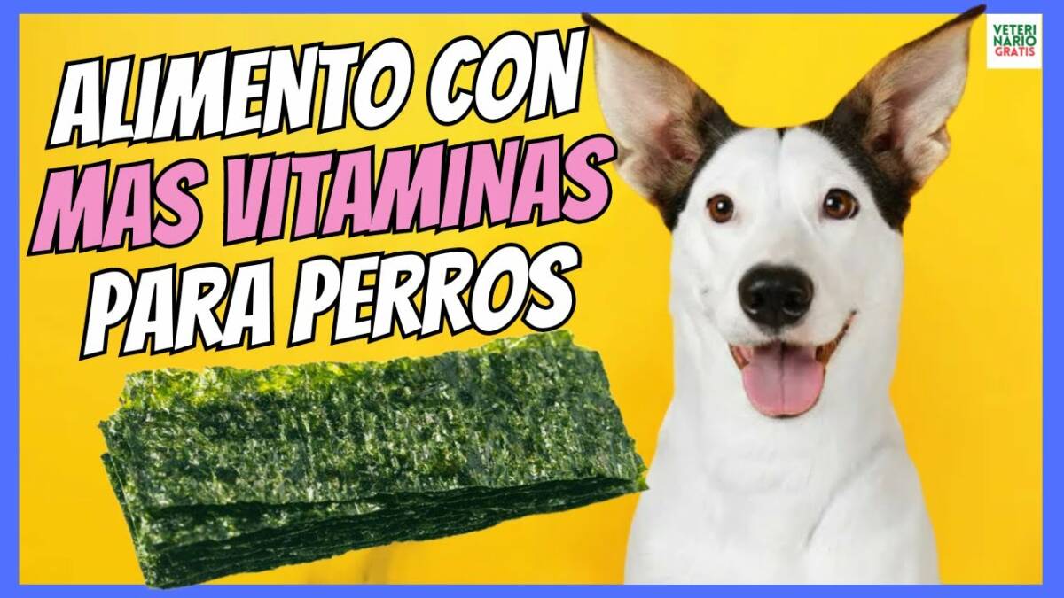 EL ALIMENTO CON MÁS VITAMINAS PARA PERROS