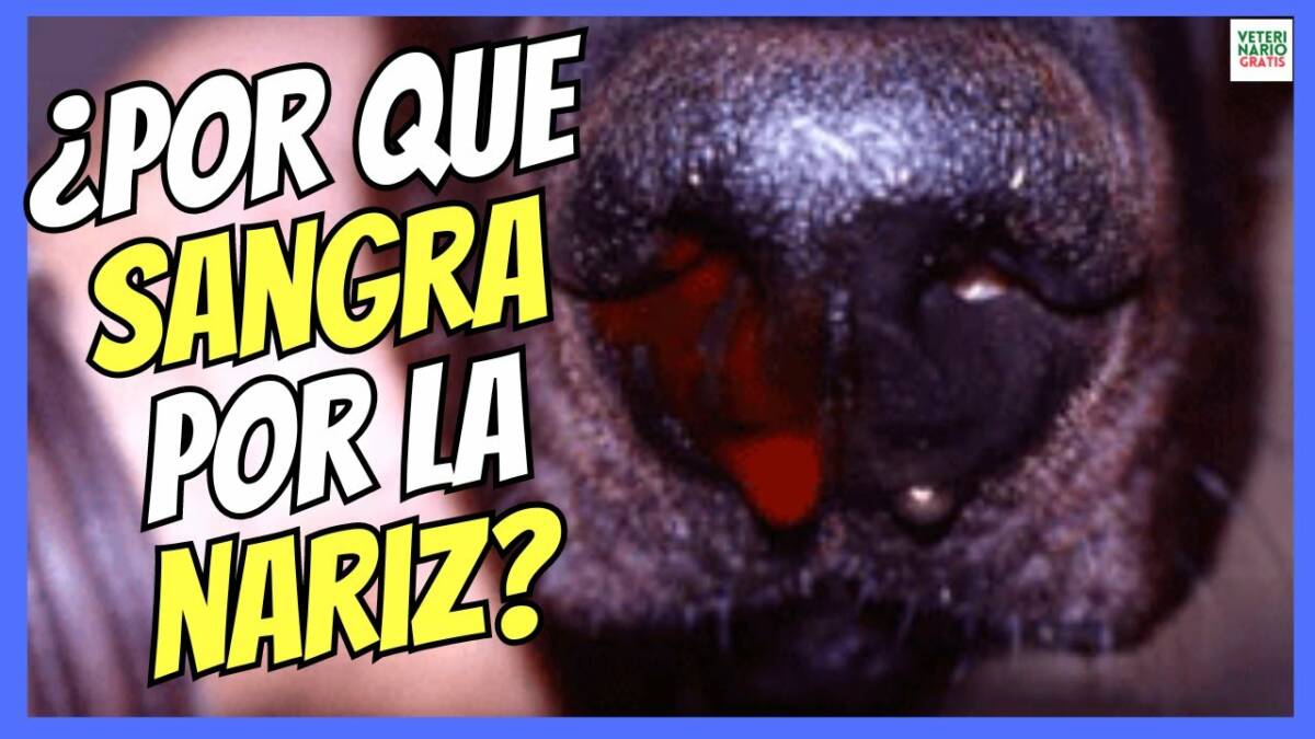 ¿PORQUE A MI PERRO LE SANGRA LA NARIZ? ¿QUE HAGO?