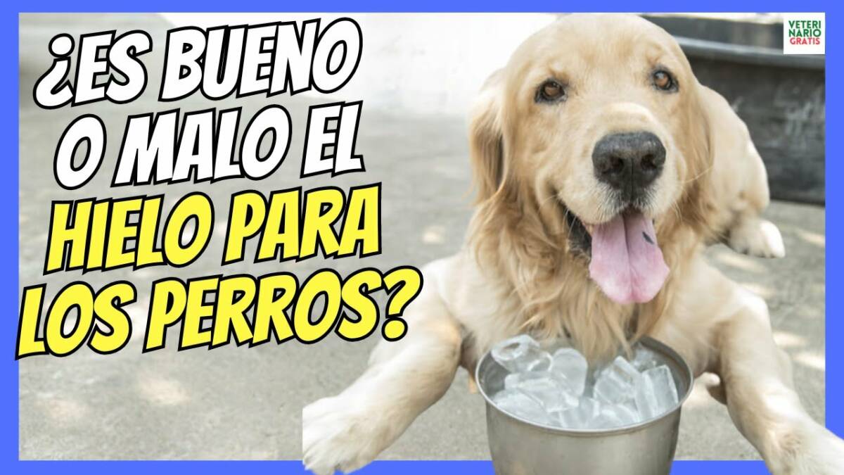 ¿ES BUENO O MALO EL HIELO PARA PERROS?