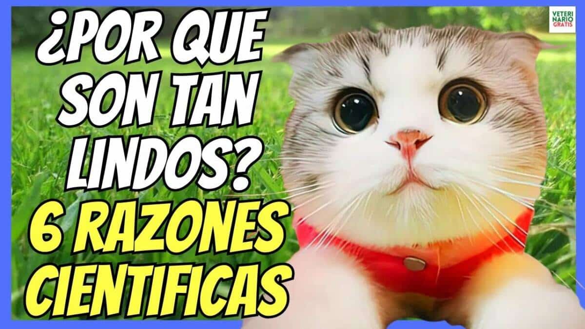 ¿PORQUE LOS GATOS SON TAN LINDOS Y TIERNOS? 6 RAZONES CIENTÍFICAS