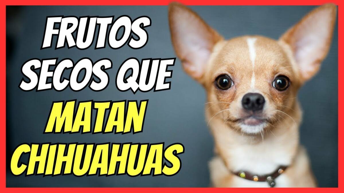 FRUTOS SECOS QUE MATAN A LOS PERROS CHIHUAHUA