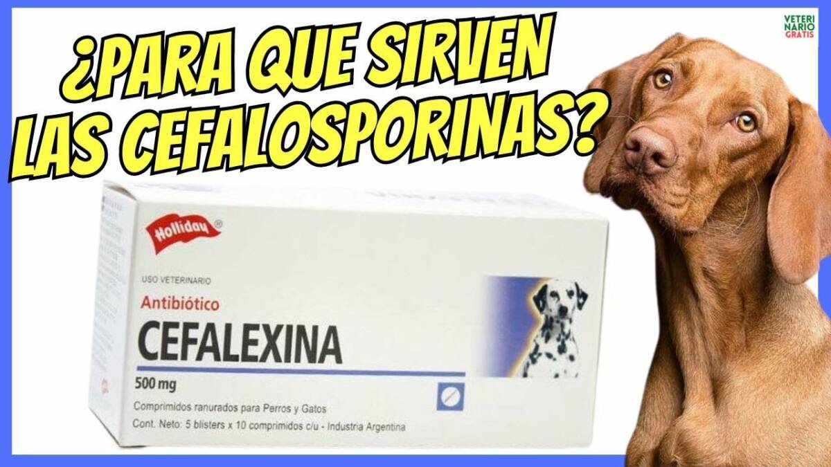 Para que sirven las cefalosporinas cefalexina en