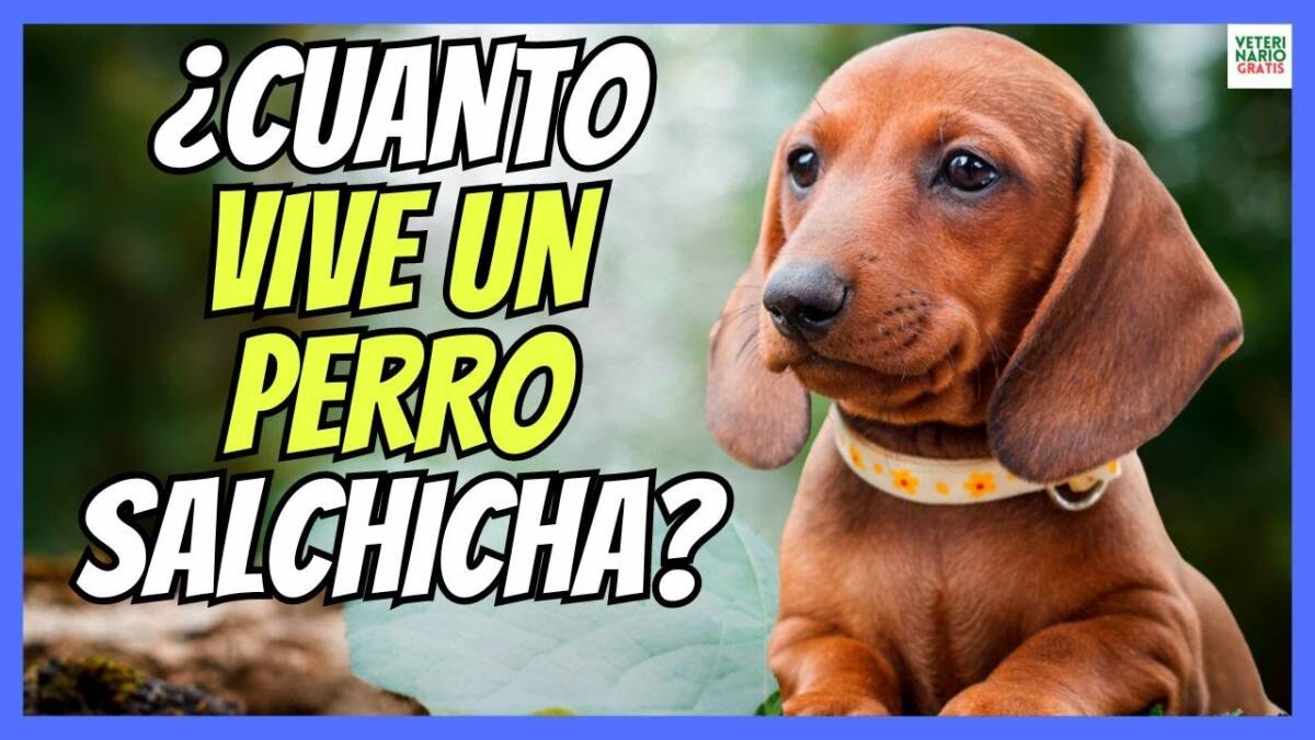 ¿CUANTO VIVE UN PERRO SALCHICHA?