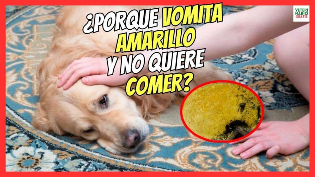 ¿PORQUE MI PERRO VOMITA AMARILLO Y NO QUIERE COMER