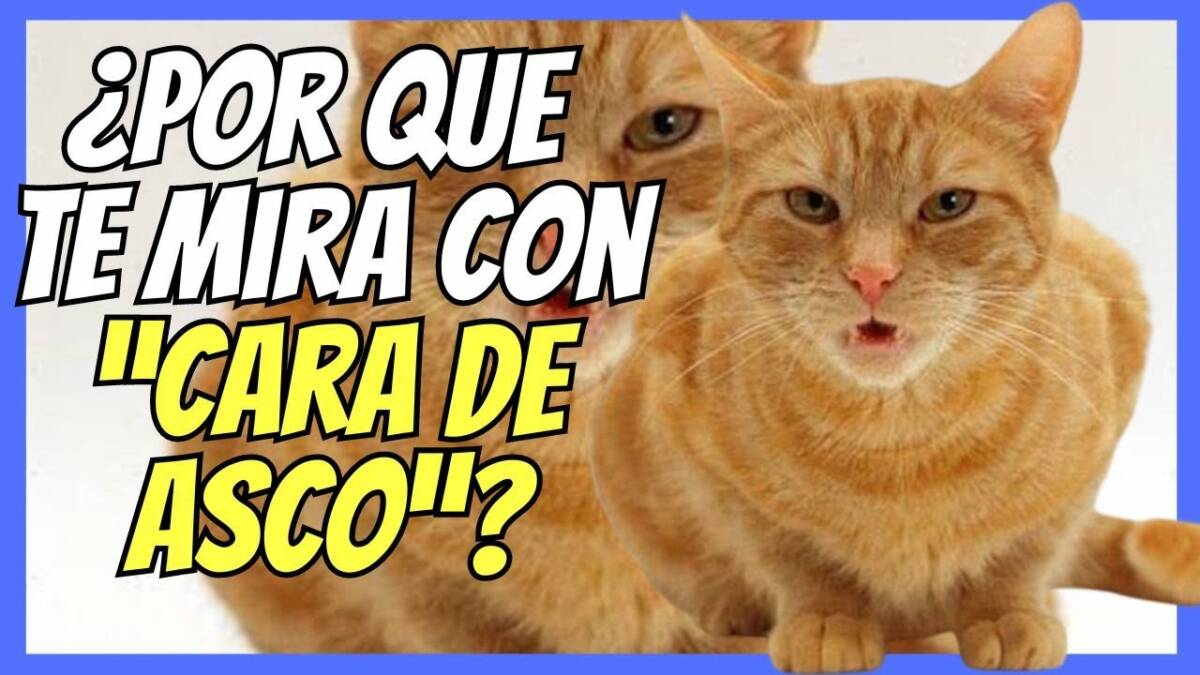 ¿PORQUE TU GATO TE MIRA CON CARA DE ASCO? EL REFLEJO DE FLEHMEN EN GATOS