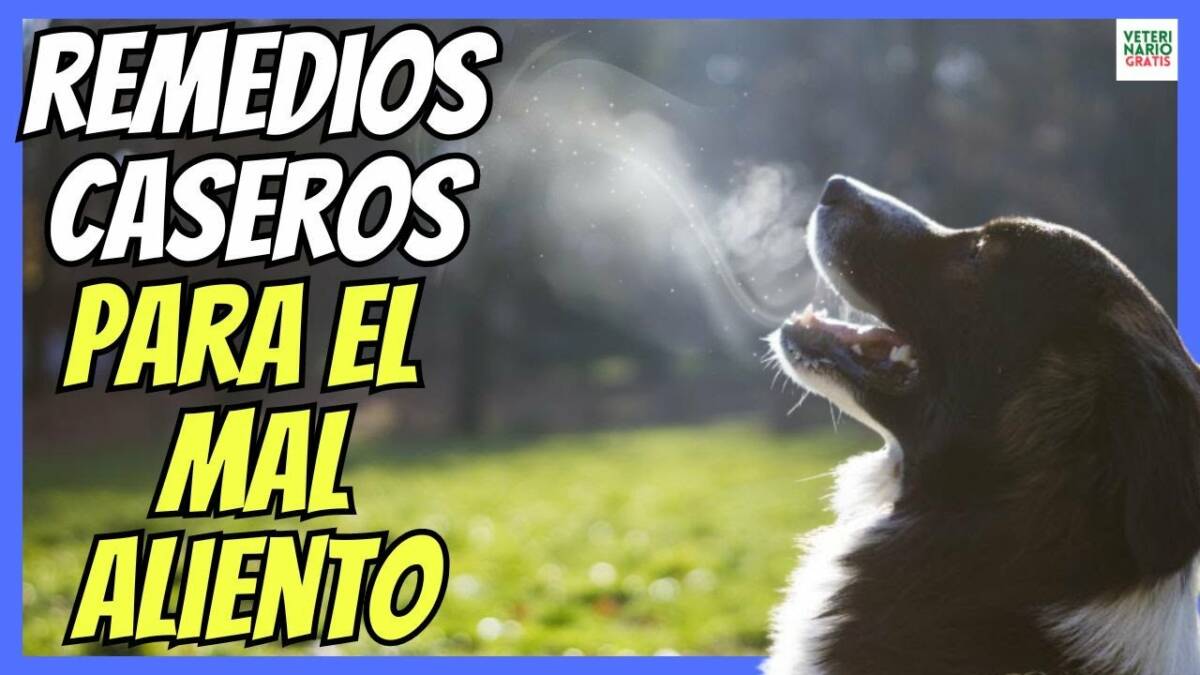 REMEDIOS CASEROS PARA EL MAL ALIENTO DE LOS PERROS