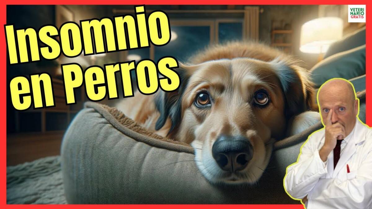 INSOMNIO EN PERROS ¿PORQUE MI PERRO NO DUERME?