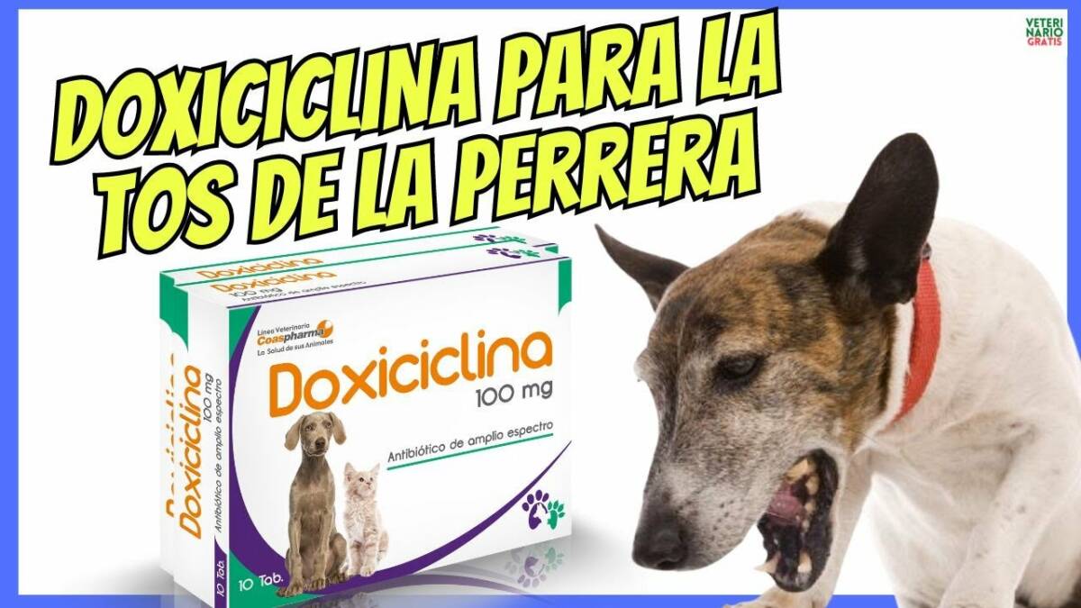 ¿PARA QUÉ SIRVE LA DOXICICLINA EN PERROS CON TOS DE LAS PERRERAS?