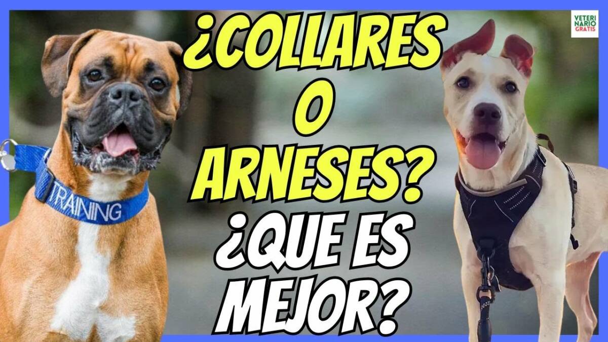 COLLARES Y ARNESES PARA PERROS ¿CUAL ES MEJOR? VENTAJAS E INCONVENIENTES