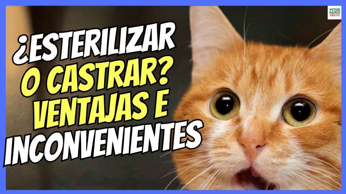 ¿CASTRAR O ESTERILIZAR A UN GATO? VENTAJAS E INCONVENIENTES