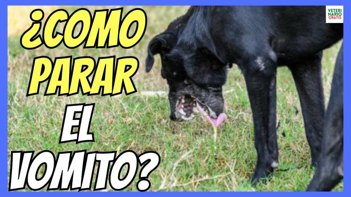 Como parar el vómito en perros dosis de