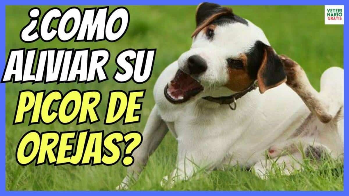 ¿CÓMO ALIVIAR EL PICOR OREJAS DE MI PERRO?