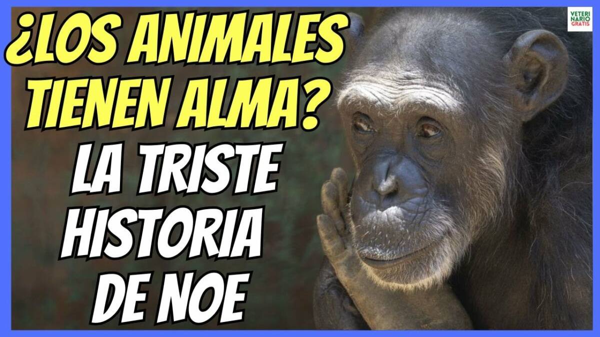 ¿LOS ANIMALES TIENEN ALMA? LA TRISTE HISTORIA DE NOÉ LA CHIMPANCÉ