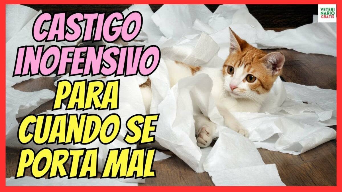 ESTE ES EL MEJOR CASTIGO PARA LOS GATOS QUE SE PORTAN MAL