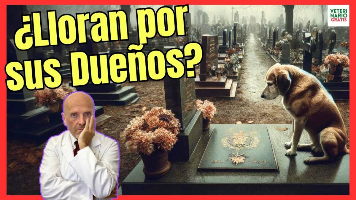 ¿LOS PERROS LLORAN POR SUS DUEÑOS?